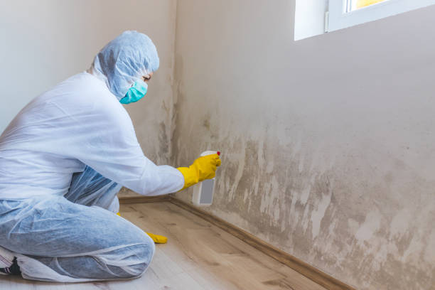 Licensed Mold Inspection service in Brandamore, PA - WQB Mold Removal