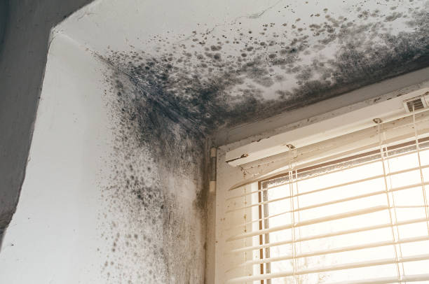 Affordable Mold Inspection solutions in Brandamore, PA